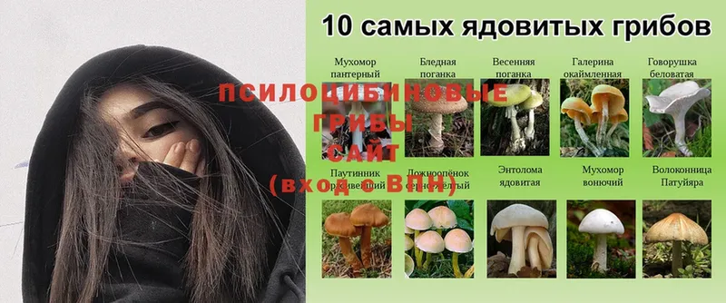 Галлюциногенные грибы Psilocybine cubensis  Всеволожск 